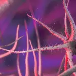 Legionella, come si prende: cause, trasmissione e prevenzione