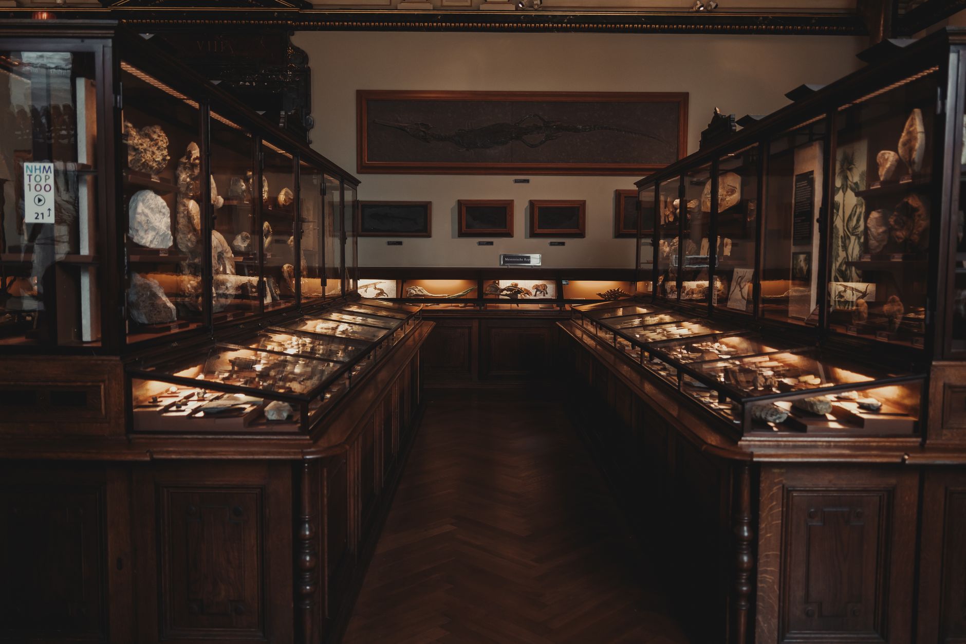Firenze, riapre il Museo di Geologia e Paleontologia