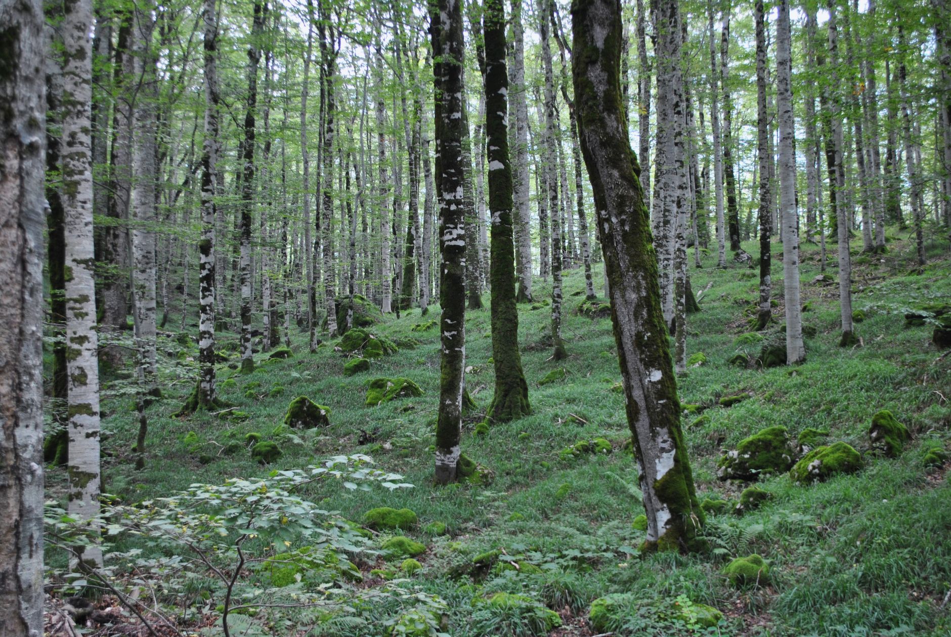 Toscana, bando da 2 milioni per boschi e vivai forestali
