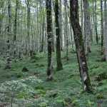 Toscana, bando da 2 milioni per boschi e vivai forestali