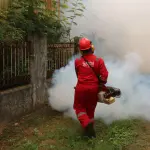Firenze, disinfestazione blatte dal 6 agosto: vie e calendario