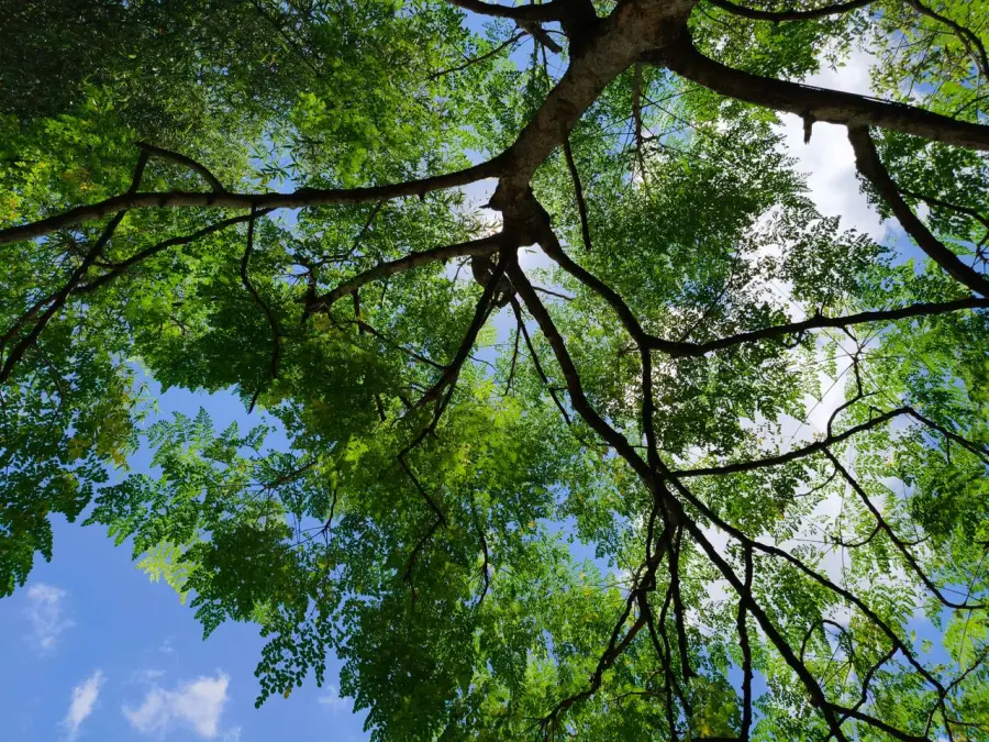Alberi e clima, a Firenze la sfida delle città resilienti
