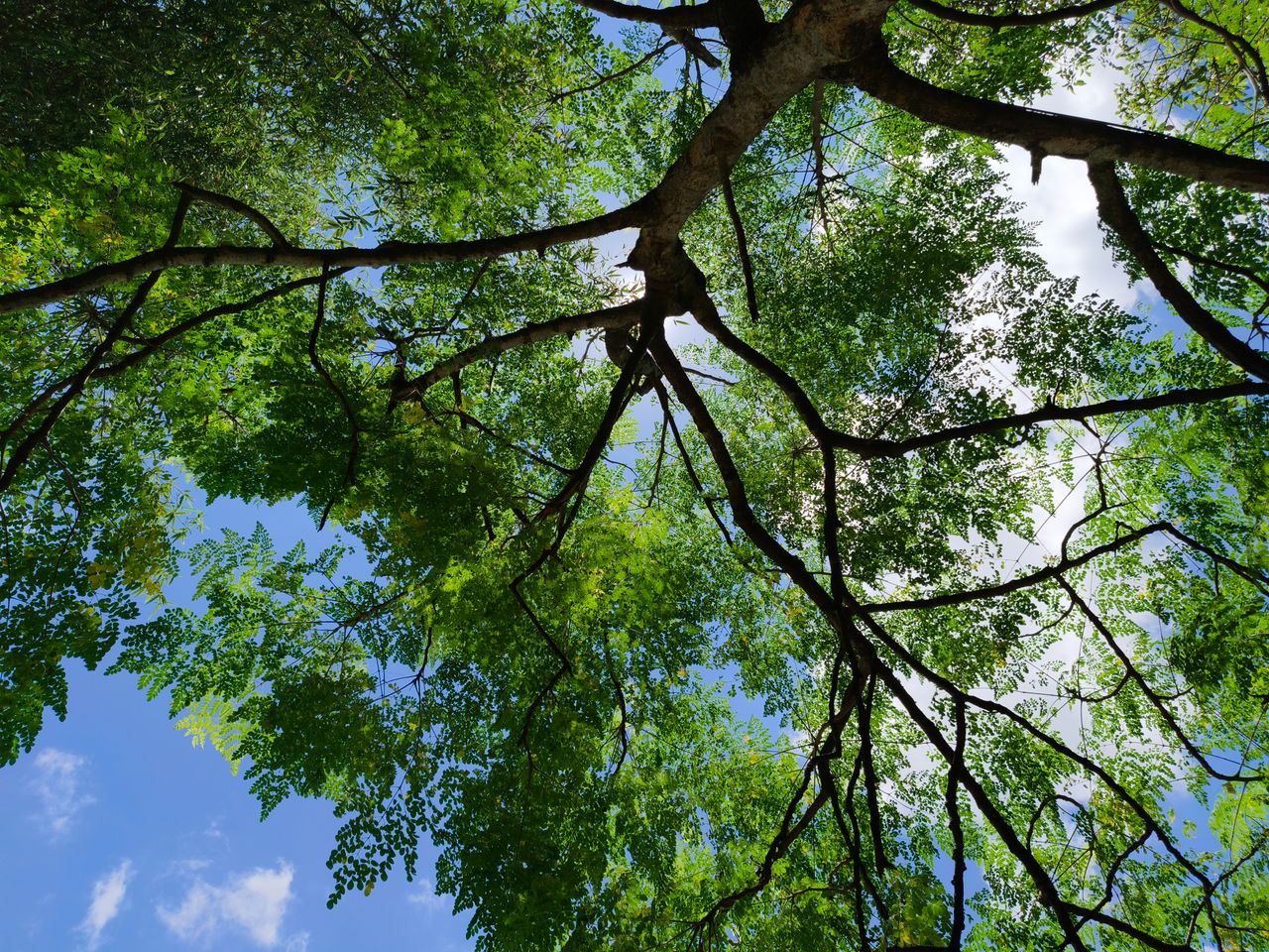 Alberi e clima, a Firenze la sfida delle città resilienti