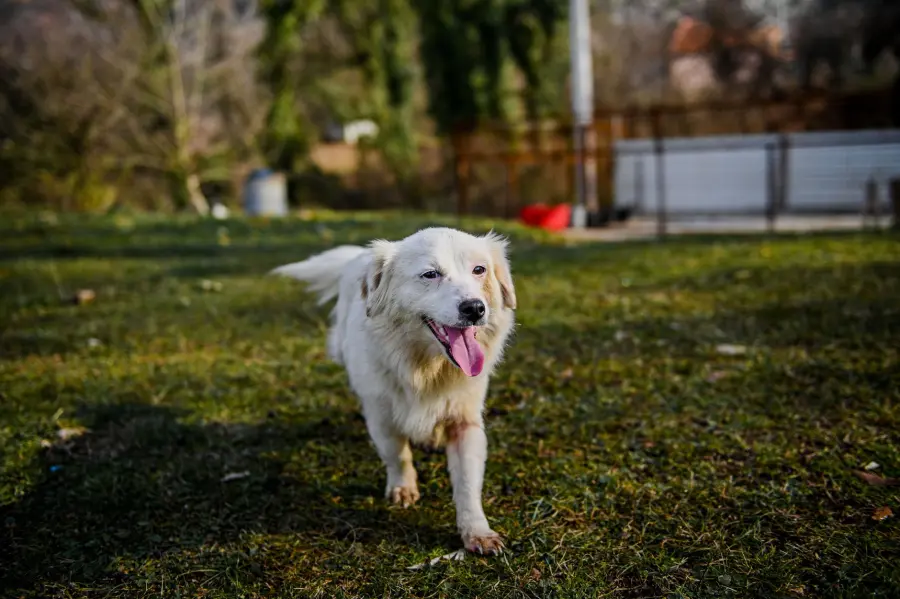 Firenze, dal canile alla Polizia Penitenziaria: 5 cani addestrati