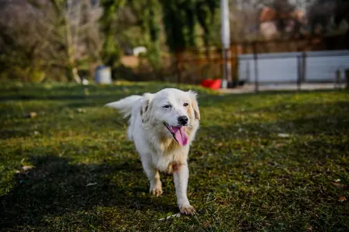 Firenze, dal canile alla Polizia Penitenziaria: 5 cani addestrati