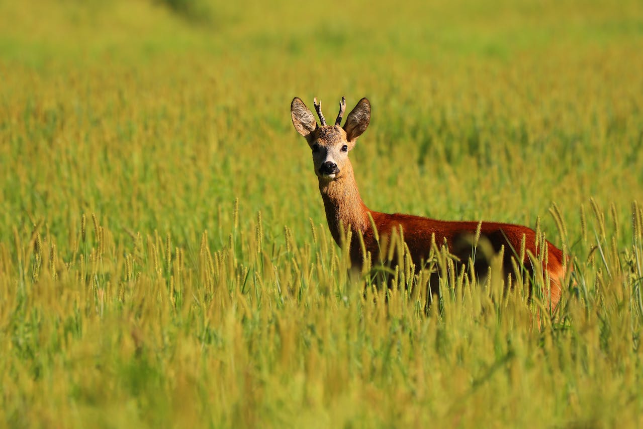 Mugello, catturati 18 caprioli nell’area del circuito: trasferiti sull’Appennino