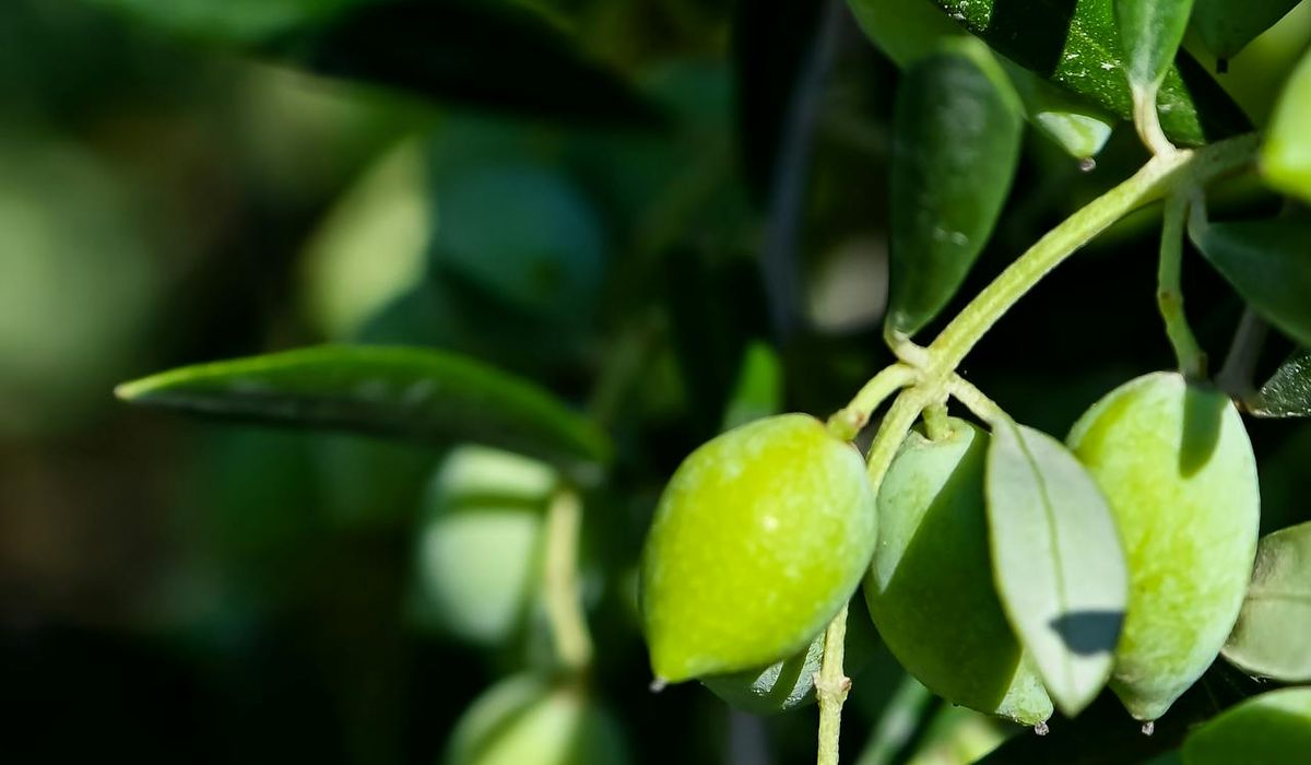 Olio di Capaci, consegnato alle diocesi di Firenze e Fiesole simbolo di memoria e legalità