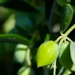 Olio di Capaci, consegnato alle diocesi di Firenze e Fiesole simbolo di memoria e legalità